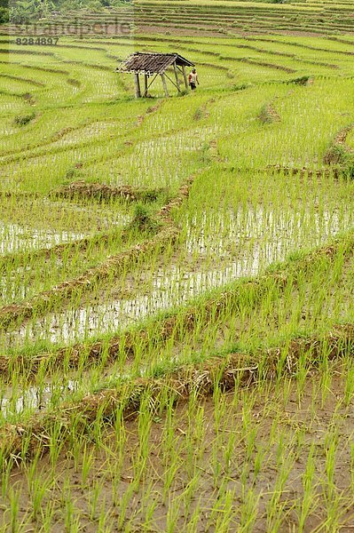 Hütte liegend liegen liegt liegendes liegender liegende daliegen klein Feld Reis Reiskorn Bauer seicht Veranda Südostasien Asien Indonesien Java verlassen