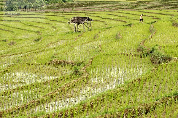 liegend  liegen  liegt  liegendes  liegender  liegende  daliegen  Feld  Reis  Reiskorn  Bauer  seicht  Veranda  Südostasien  Asien  Indonesien  Java