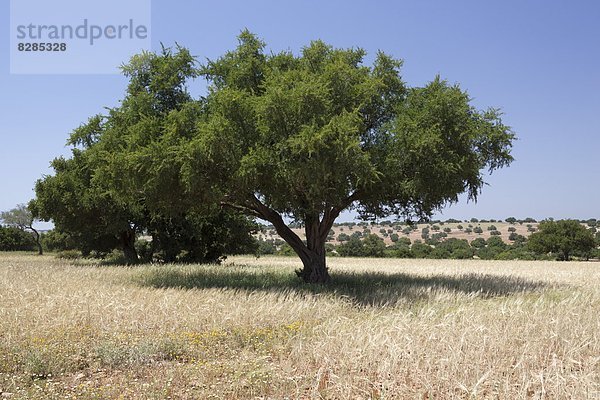 Nordafrika  Afrika  Marokko