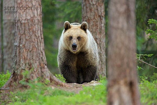Braunbär wandert durch den Wald  Taiga-Wald  Finnland