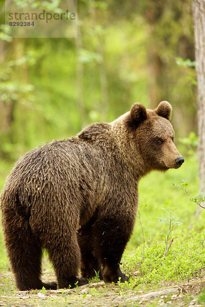 Braunbär wandert durch den Wald  Taiga-Wald  Finnland