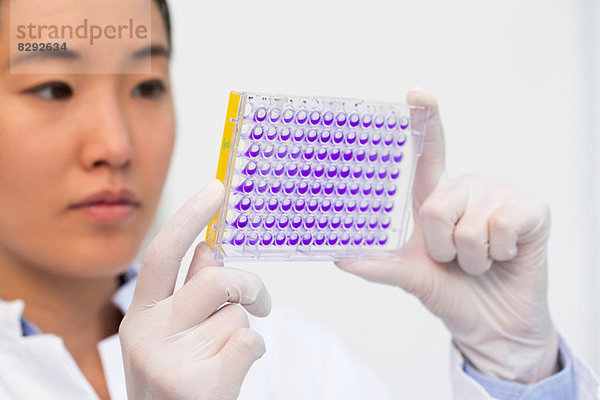Nahaufnahme einer Wissenschaftlerin  die Proben in einer Mikrotiterplatte mit Kristallviolettlösung untersucht.