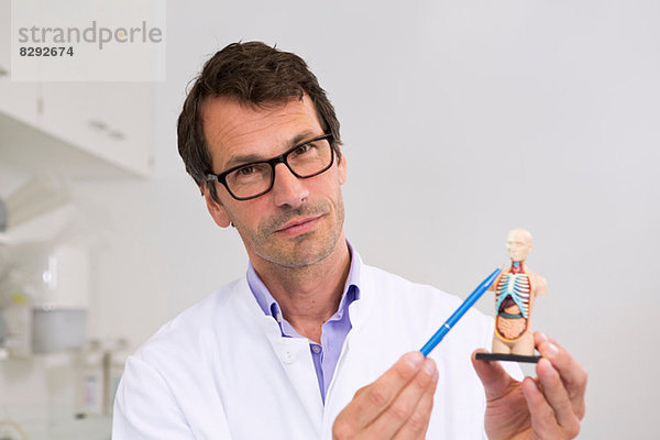 Männlicher Wissenschaftler hält anatomisches Miniaturmodell hoch