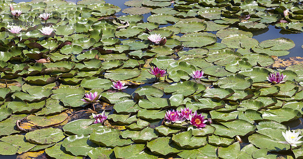 Germany  Bavaria  Franconia  water lilies in pond
