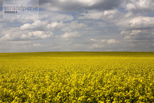 Germany  Brandenburg  yellow rape field
