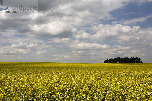 Deutschland  Brandenburg  gelbes Rapsfeld