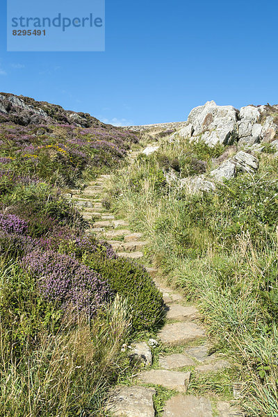 UK  Wales  Anglesey  Holy Island  Trail an der Steilküste von South Stack