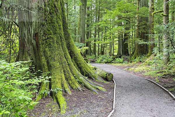 Kanada  British Columbia  Vancouver Island  MacMillan Provincial Park  Cathedral Grove mit Douglasien (Pseudotsuga menziesii)
