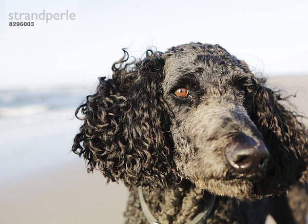 Germany  Lower Saxony  East Frisia  Langeoog  portrait of a poodle at the beach