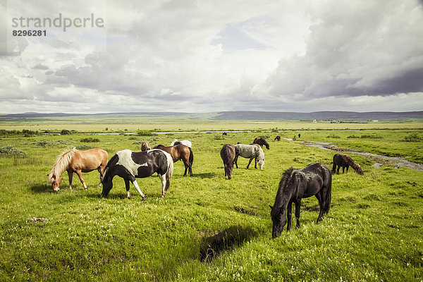 Iceland  Icelandic horses on grassland