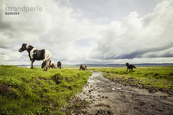 Iceland  Icelandic horses on grassland