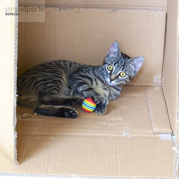 Kätzchen im Karton