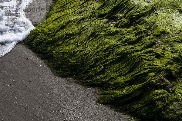 Turkey  Antalya Province  algae at beach