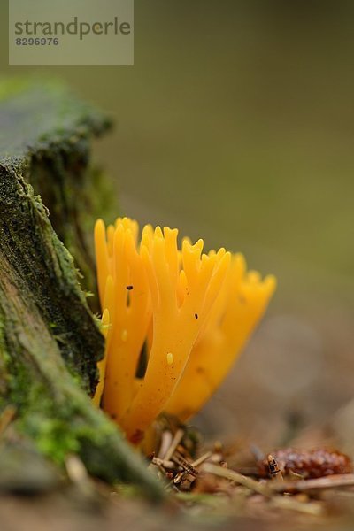 Klebriger Hörnling (Calocera viscosa)  close-up