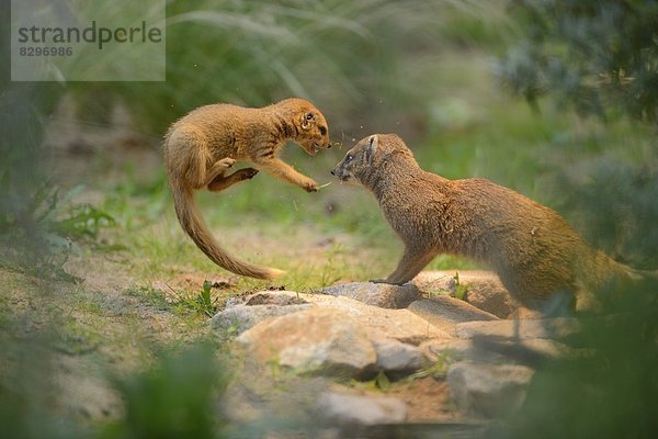 Junge Fuchsmanguste (Cynictis penicillata) mit Muttertier