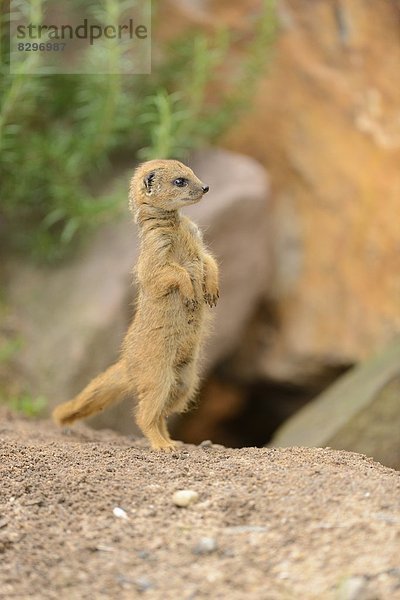 Junge Fuchsmanguste (Cynictis penicillata)