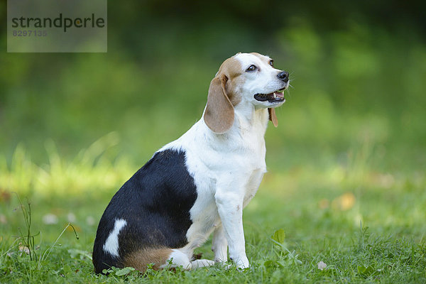 Beagle auf einer Wiese