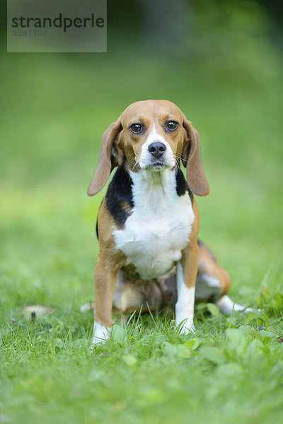 Beagle auf einer Wiese