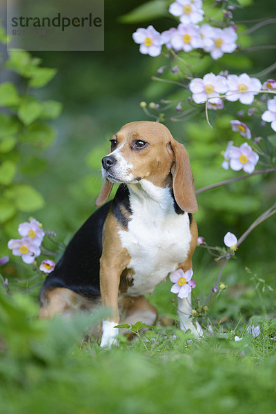 Beagle auf einer Wiese