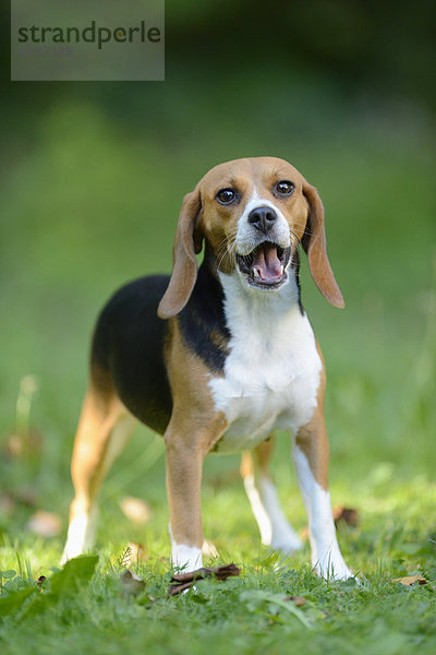 Beagle Wiese