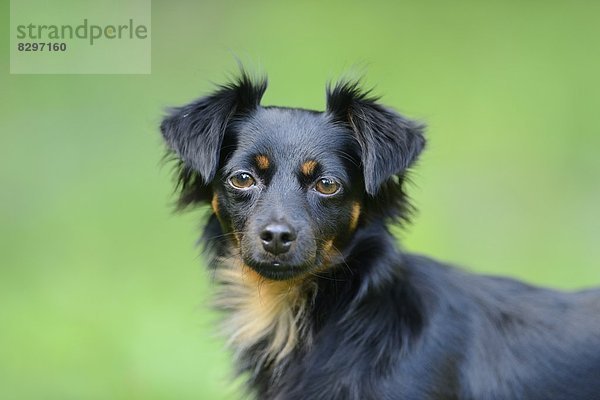 Mischlingshund  Portrait