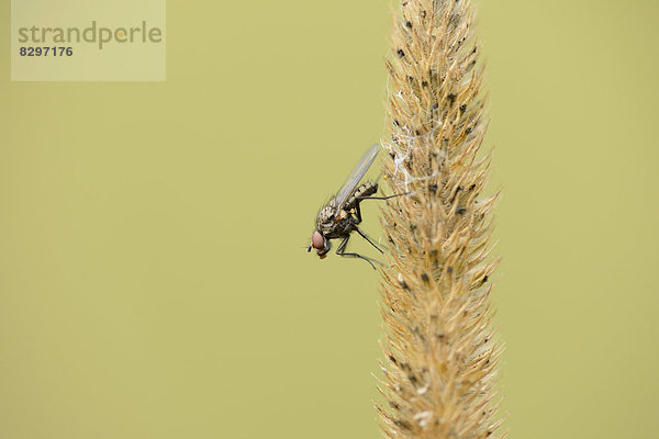 Fliege sitzt auf Gras