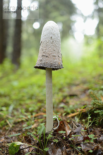 Schopftintling (Coprinus comatus)  close-up