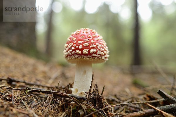 Fliegenpilz (Amanita muscaria)  close-up