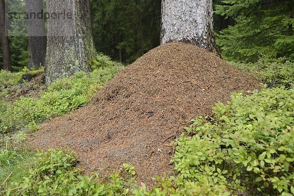 Ameisenhügel von Waldameisen (Formica) in einem Wald