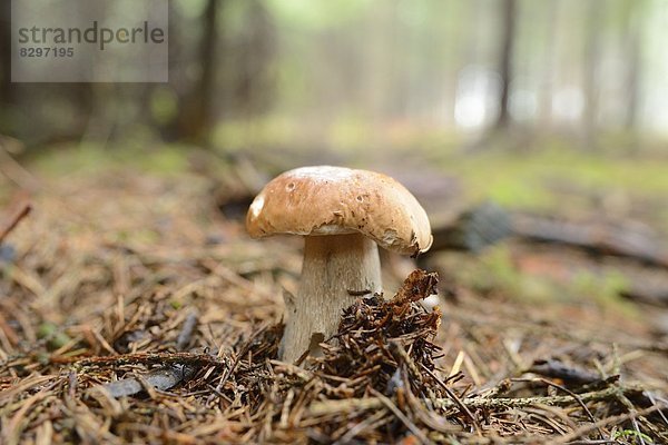 Steinpilz (Boletus edulis)  close-up