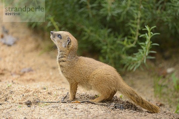 Junge Fuchsmanguste (Cynictis penicillata)