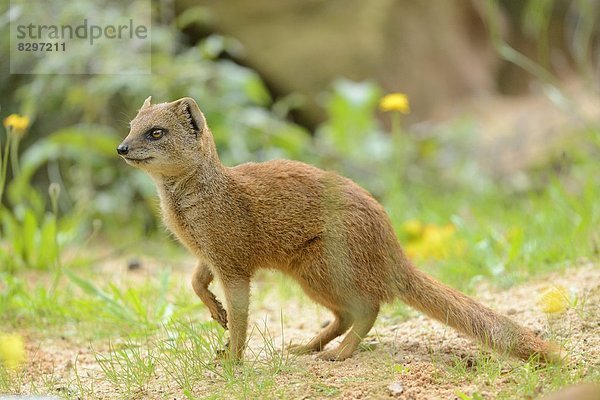 Fuchsmanguste (Cynictis penicillata)