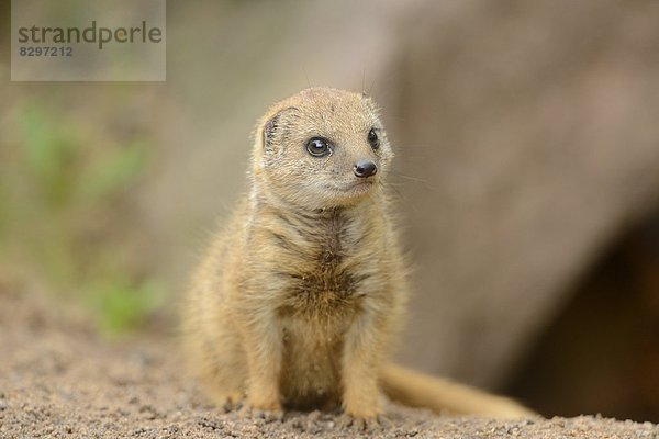 Junge Fuchsmanguste (Cynictis penicillata)