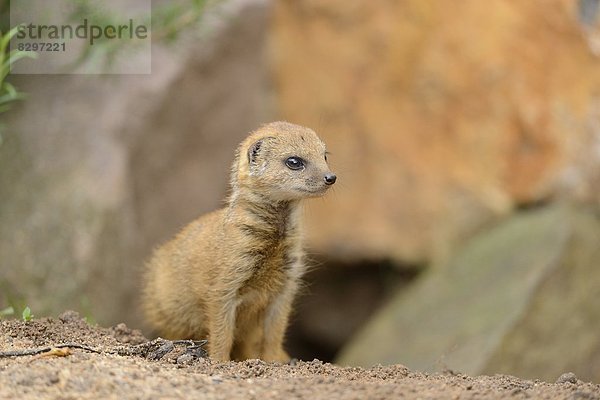 Junge Fuchsmanguste (Cynictis penicillata)