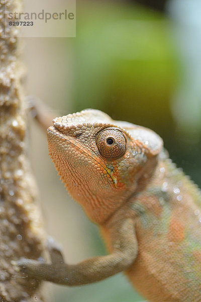 Pantherchamäleon (Furcifer pardalis)