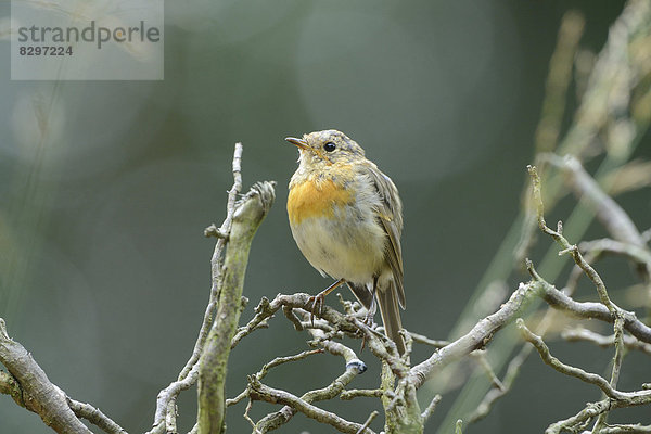 Rotkehlchen (Erithacus rubecula)