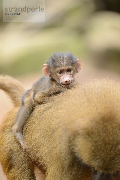 Junger Guinea-Pavian (Papio papio) auf dem Rücken der Mutter