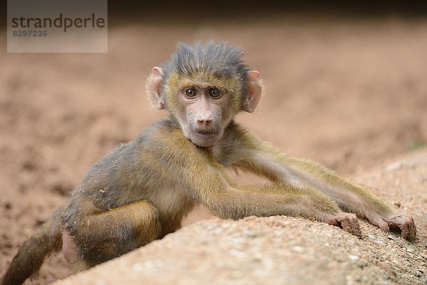 Junger Guinea-Pavian (Papio papio)