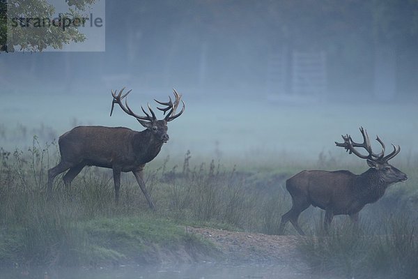 Zwei männliche Rothirsche (Cervus elaphus) an einem nebligen Morgen