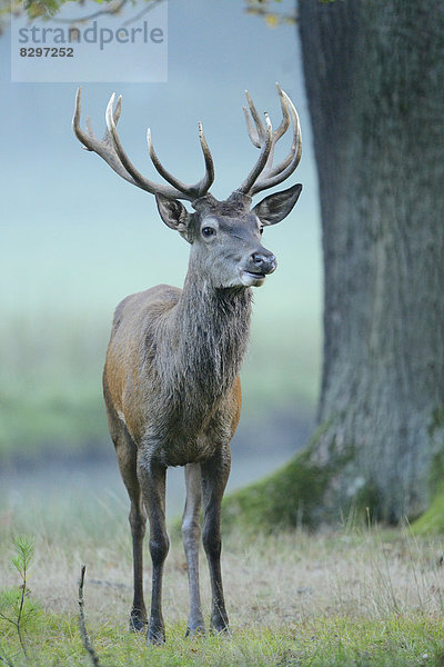 Männlicher Rothirsch (Cervus elaphus) an einem nebligen Morgen