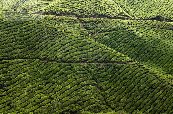Malaysia  Cameron Highlands  Tea field