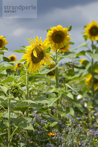 Deutschland  Leonberg  Sonnenblumenfeld (Helianthus annuus) mit mehreren Wildblüten