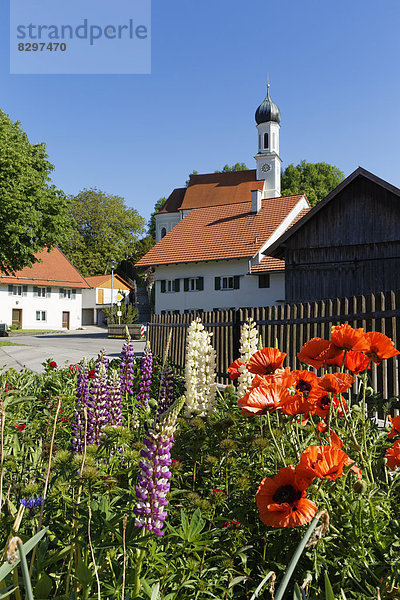 Germany  Bavaria  Pfaffenwinkel  Cottage garden