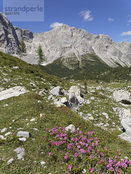 Österreich  Kärnten  Karnische Alpen  Wolayer Alm und Alpenrose (Rhododendron hirsutum)