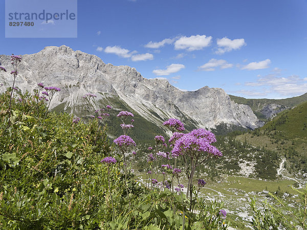 Österreich  Kärnten  Karnische Alpen  Wolayer Alm und Alpendost