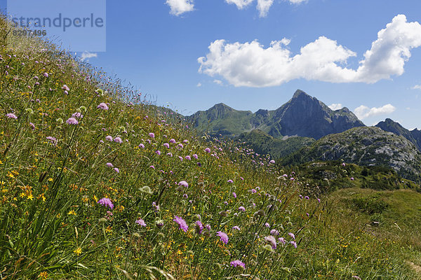 Italien  Friaul-Julisch Venetien  Karnische Alpen  Blumenwiese bei Kleiner Pal