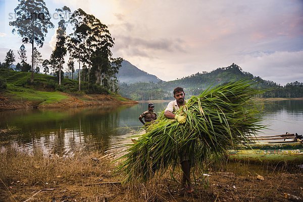 arbeiten  Bauer  Asien  Ortsteil  Highlands  Sri Lanka