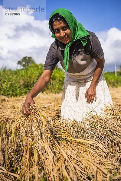 Außenaufnahme  Portrait  Frau  arbeiten  Feld  Weizen  Asien  Sri Lanka