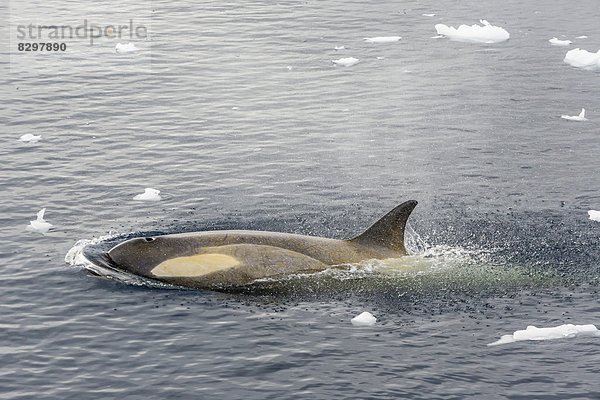 Fischereihafen  Fischerhafen  Schwertwal  Orcinus orca  klein  Wal  Antarktis