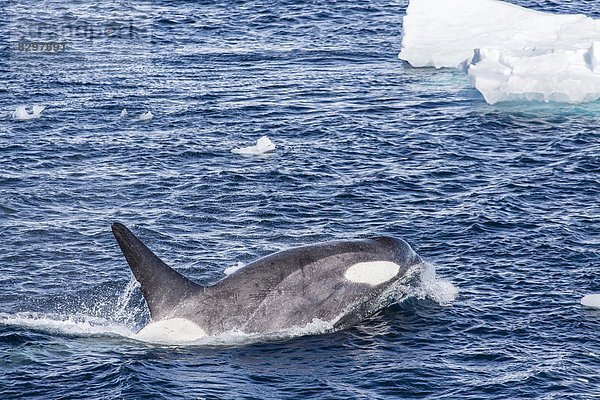 Schwertwal  Orcinus orca  klein  Wal  Antarktis